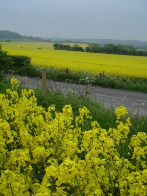 Yellow Spring