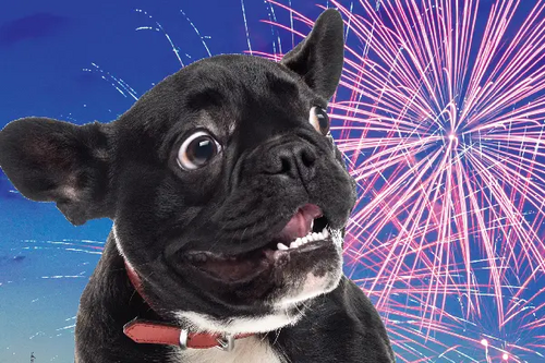 dogs fireworks