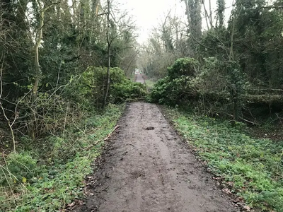 Ebury Way Tree Down