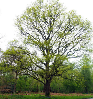 Beech tree in Ashridge Woods