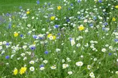 Wild Flowers by Highway.