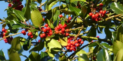 Holly Berries 2016