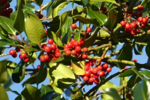 Holly Berries 2016