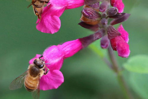 Bees on flowers