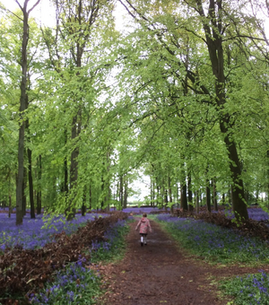 Beechwoods at Ashridge